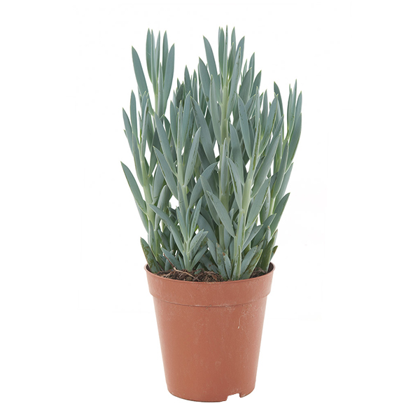 Senecio Mount everest (Curio) P 15 cm