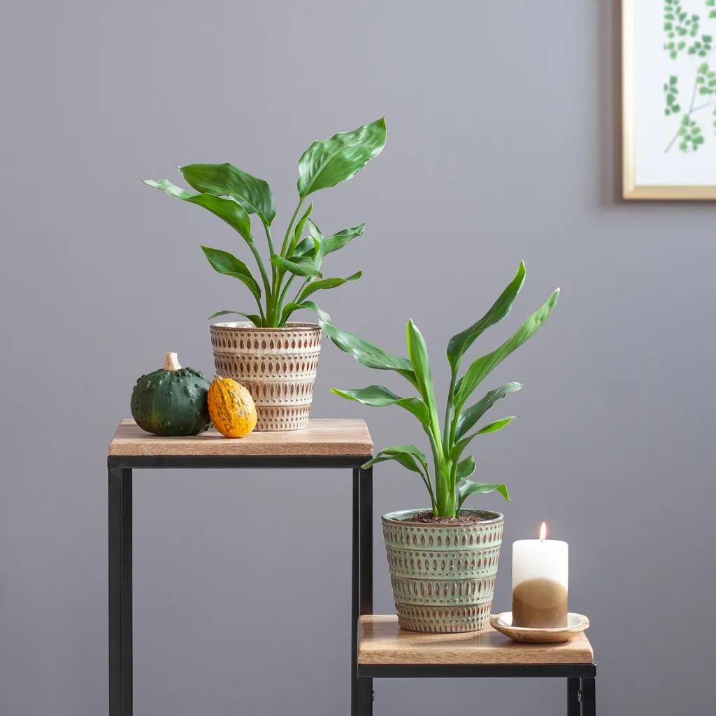 Strelitzia Duo - P12