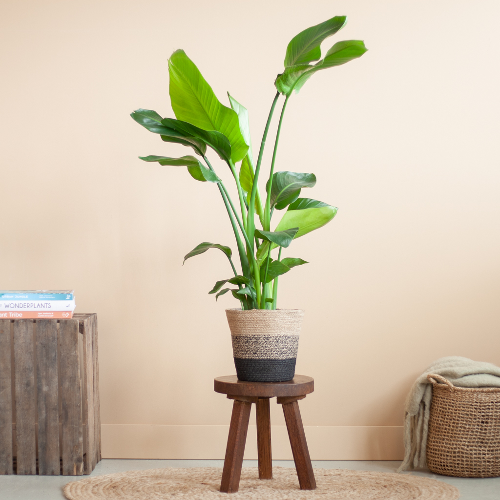 Strelitzia Nicolai Paradijsvogelplant inclusief Jute Lissabon Pot Zwart P19