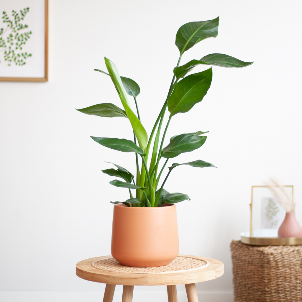 Strelitzia Nicolai P17