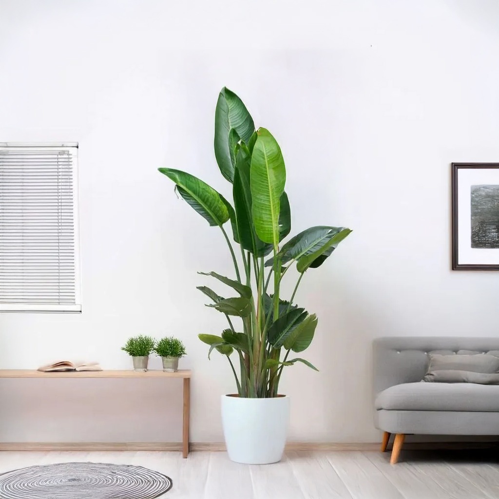 Strelitzia Nicolai XXL Paradijsvogelplant P35