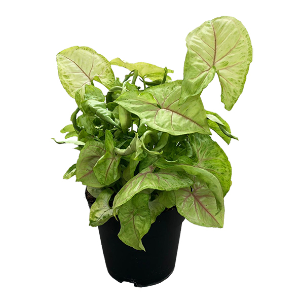 Syngonium &apos;golden allusion&apos; - P 17 cm