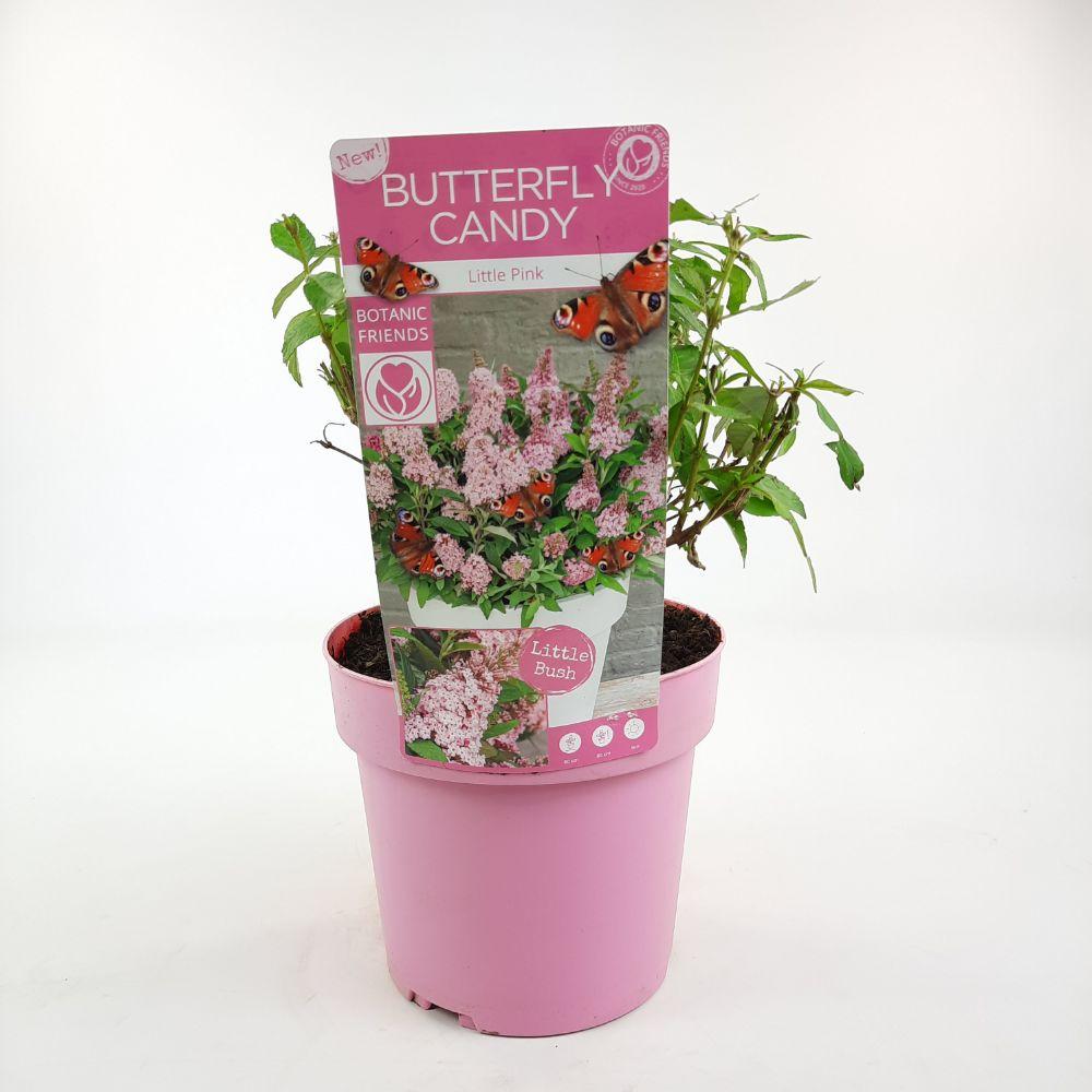 Buddleja Davidii Butterfly Candy Little Pink - Vlinderstruik - P19