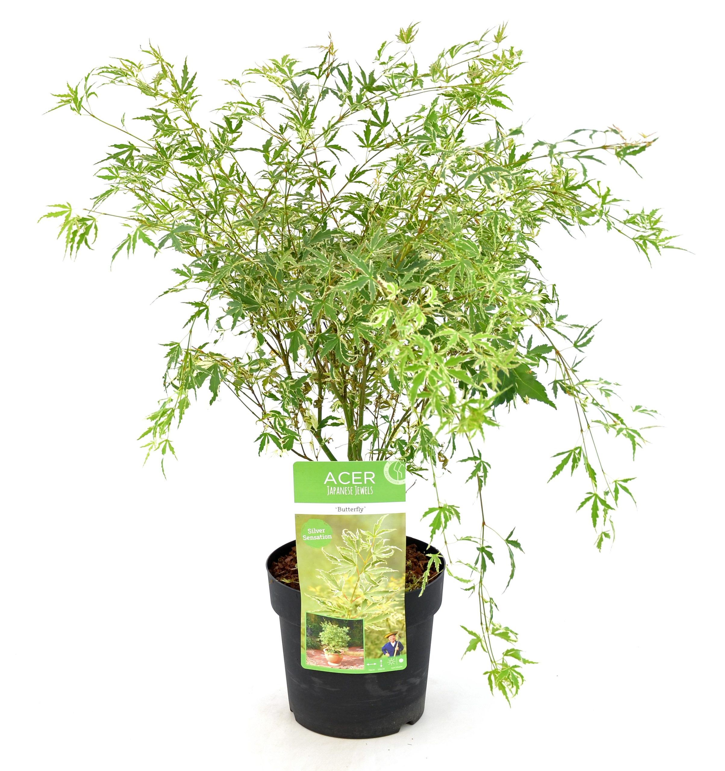 Acer Palmatum Butterfly - Japanse Esdoorn - P15