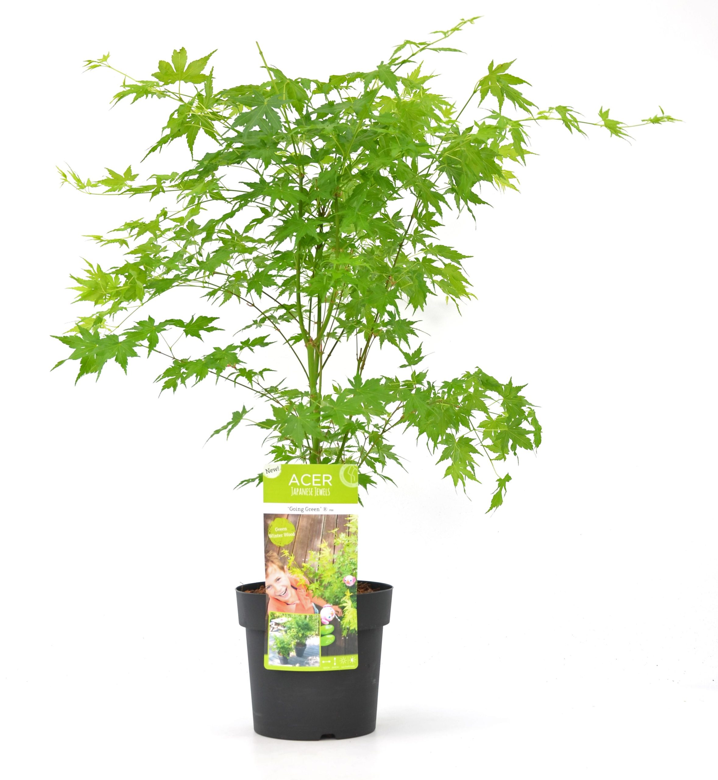 Acer palmatum Going Green - Japanse Esdoorn - P15
