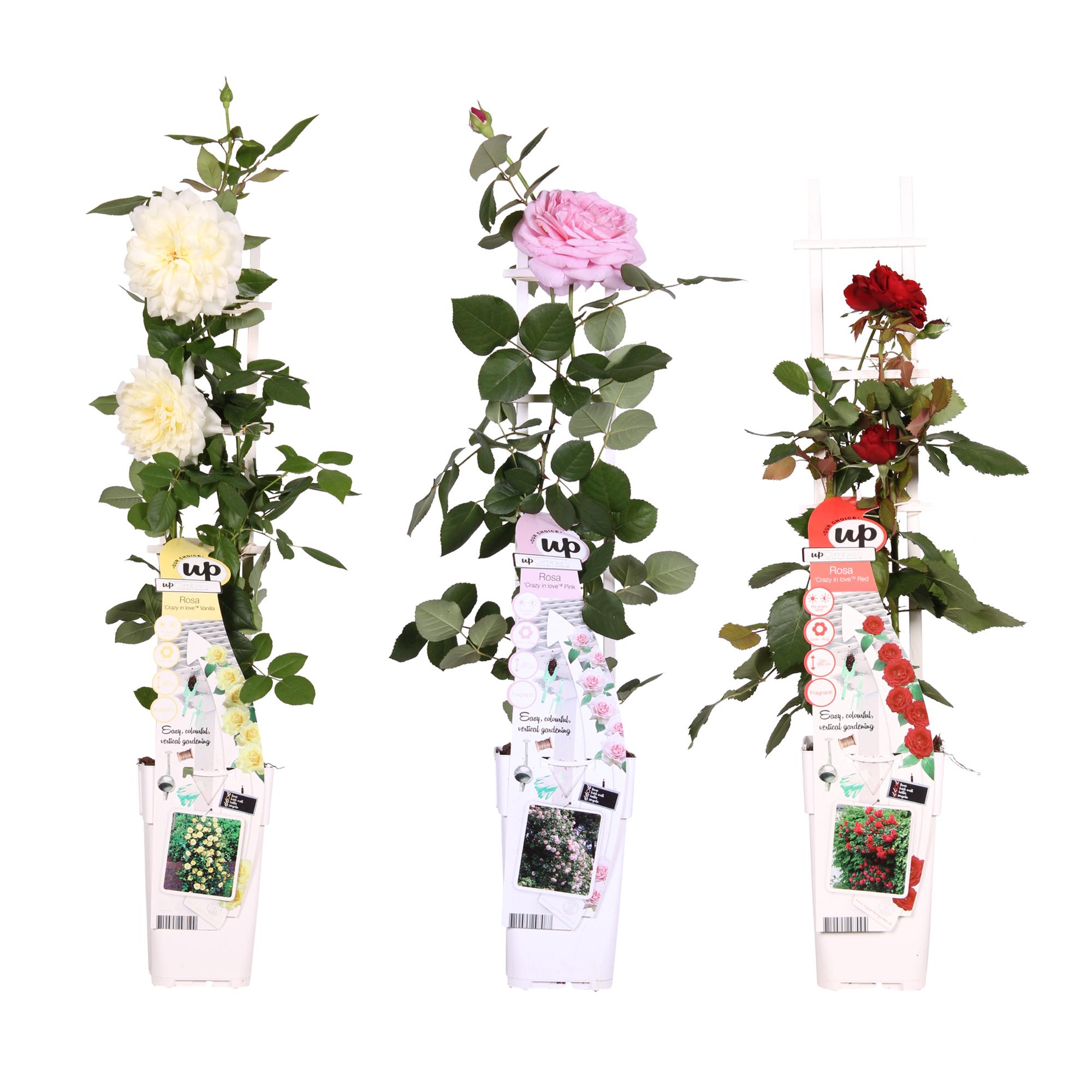 Klimroos Kleurenmix (3 stuks) - P15