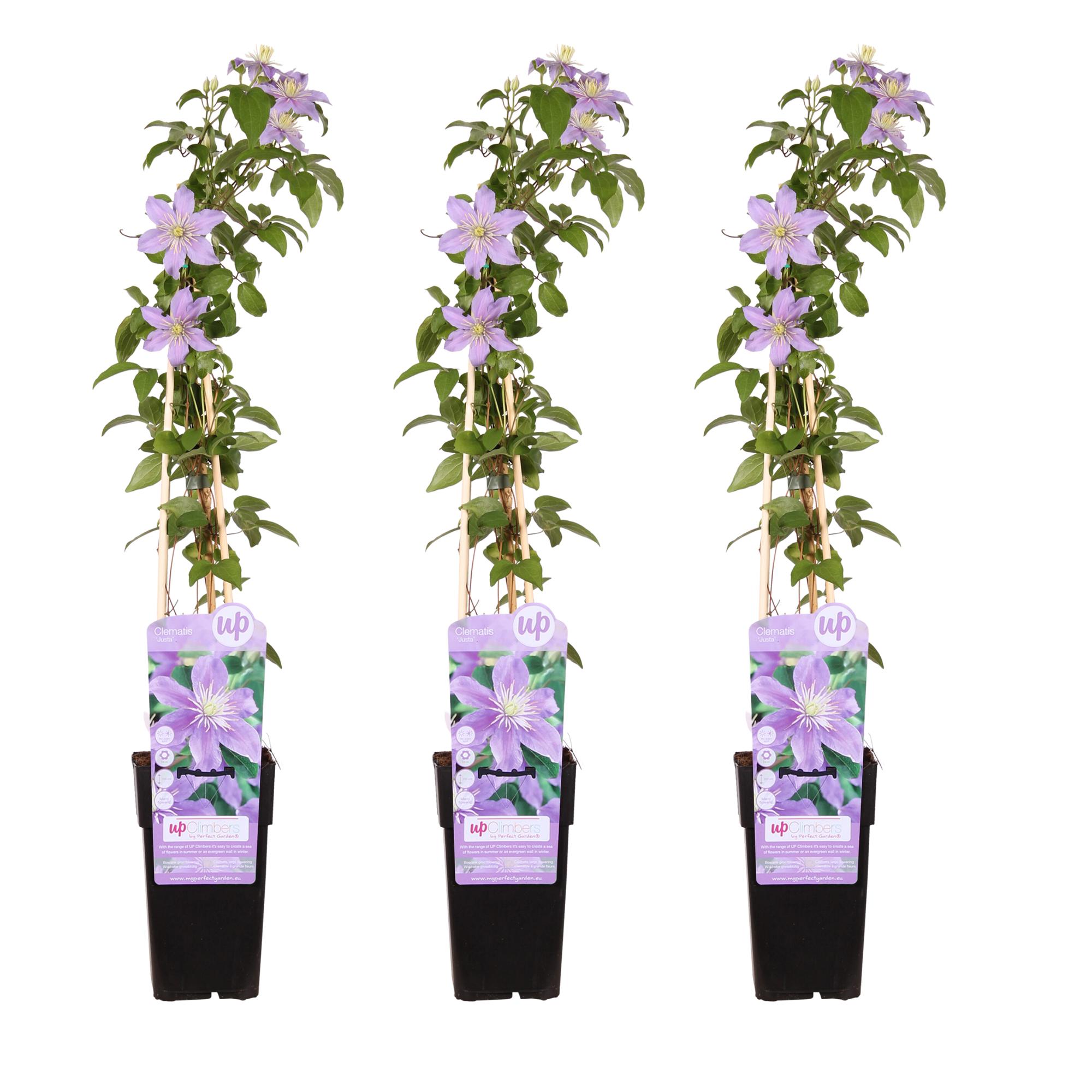 Clematis Justa Trio - Bosrank - P15