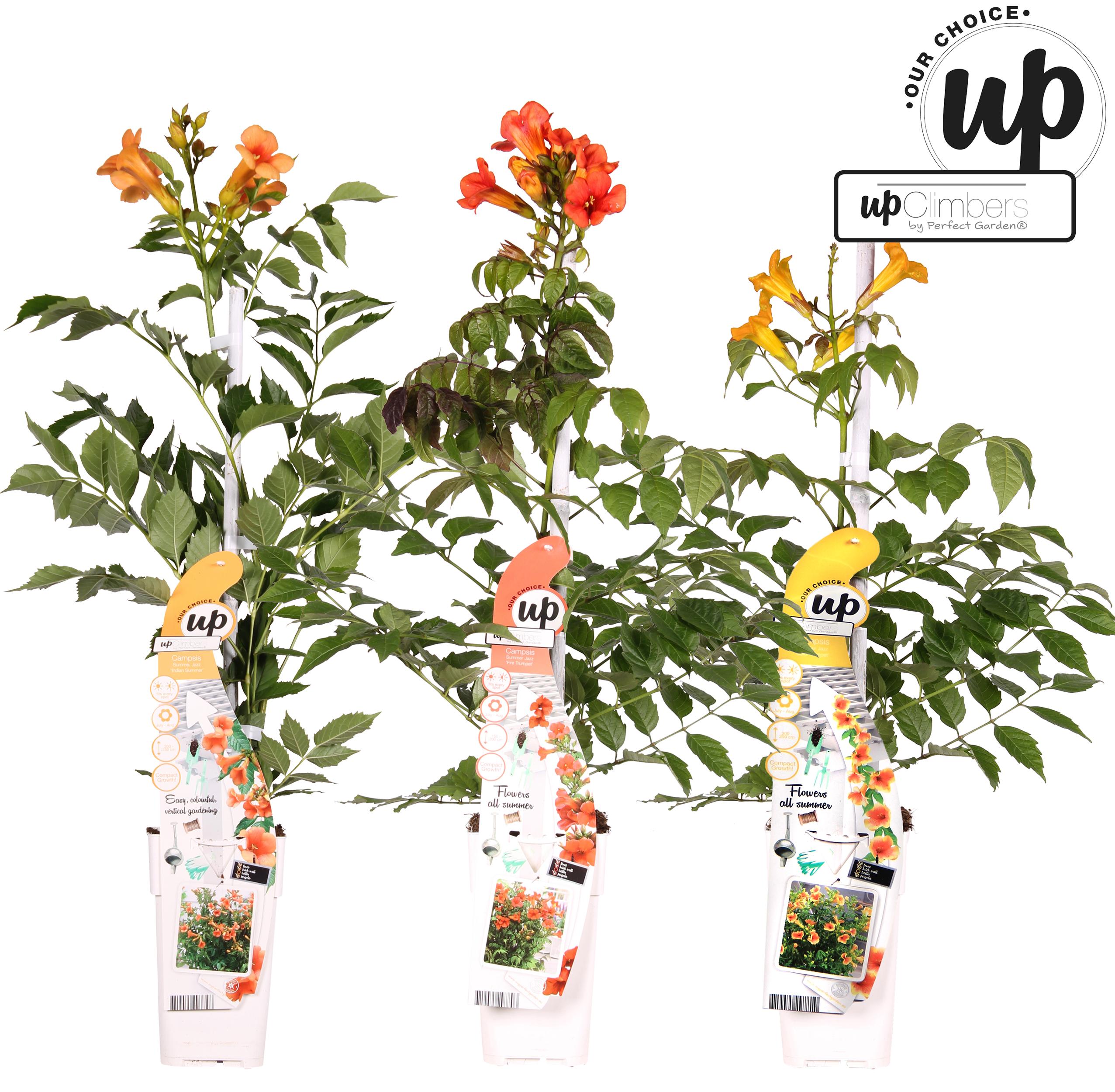 Campsis Summer Trio - Trompetklimmer - P15