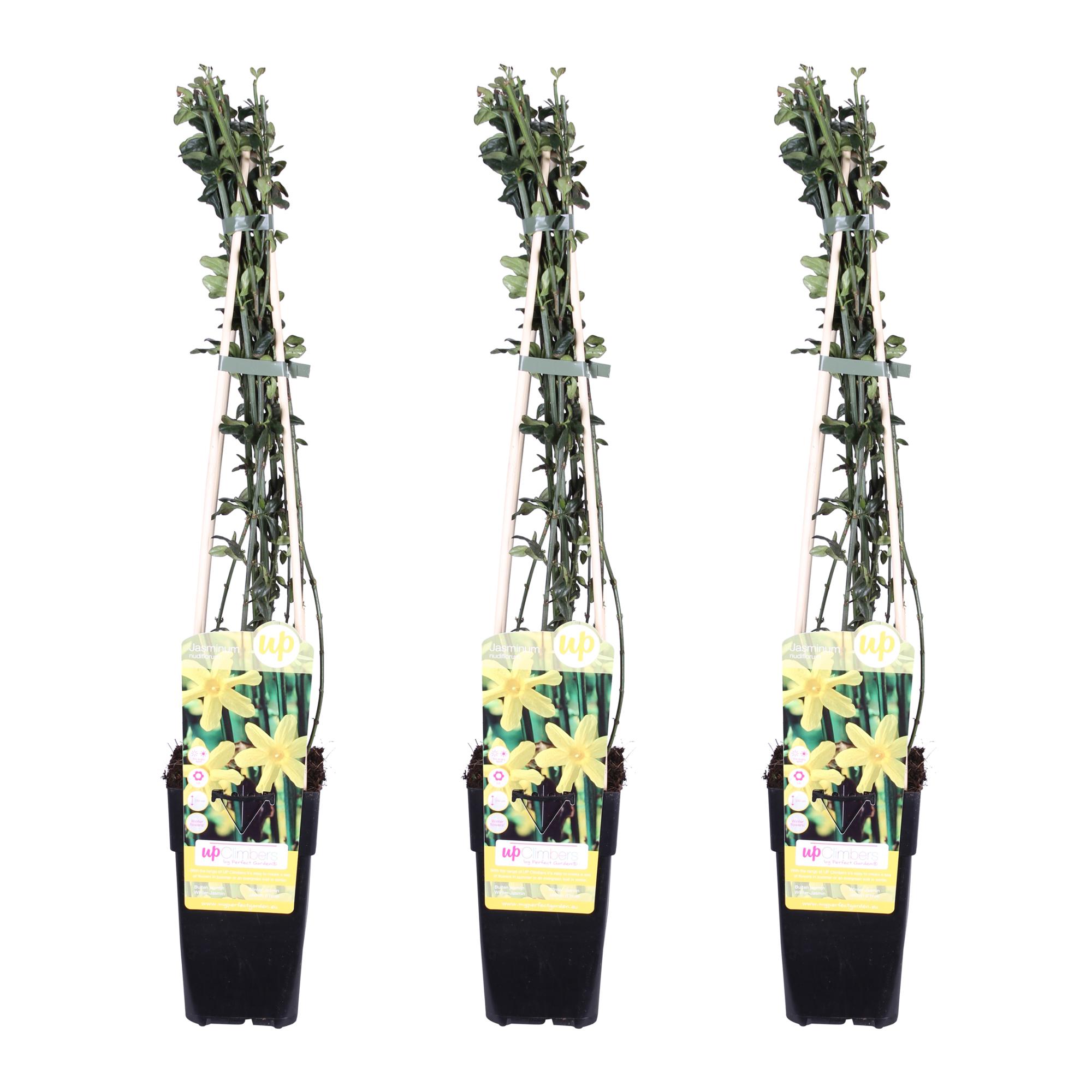 Jasminum Nudiflorum Trio - Winterjasmijn - P15
