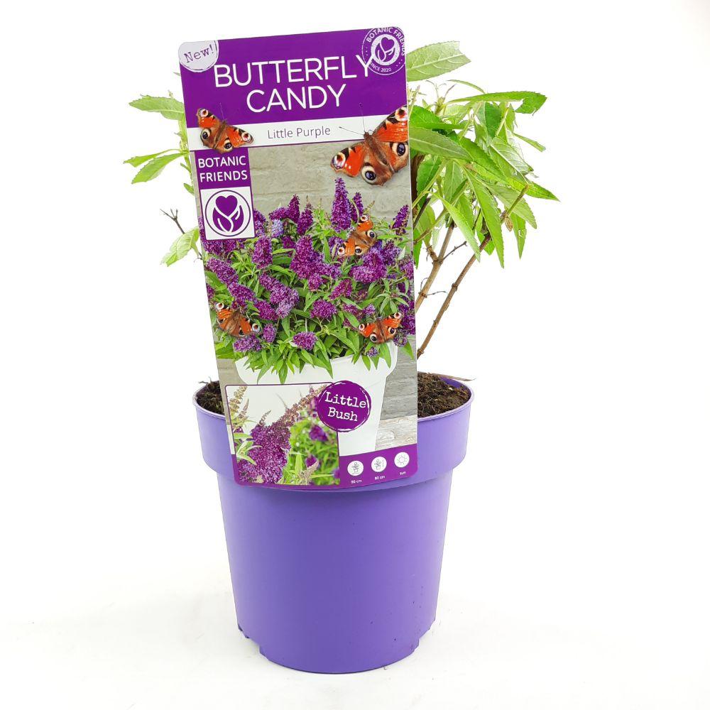 Buddleja Davidii Butterfly Candy Little Purple - Vlinderstruik - P19