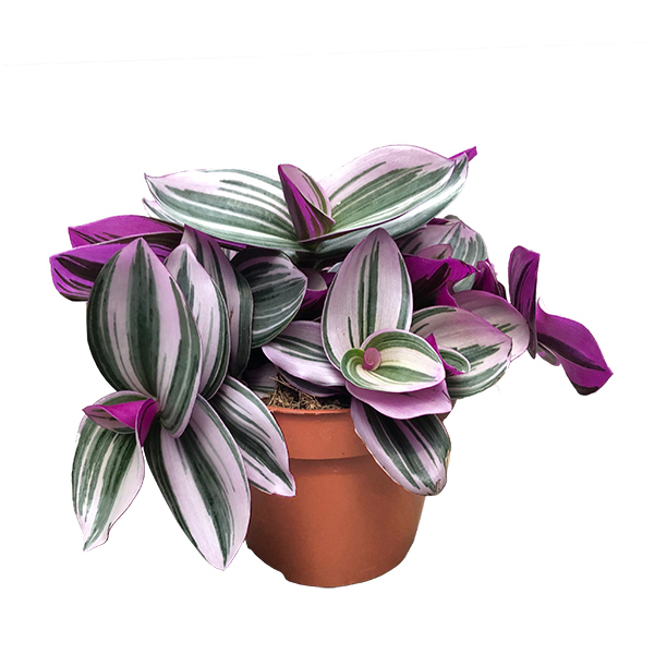 Tradescantia Nanouk - P 12 cm