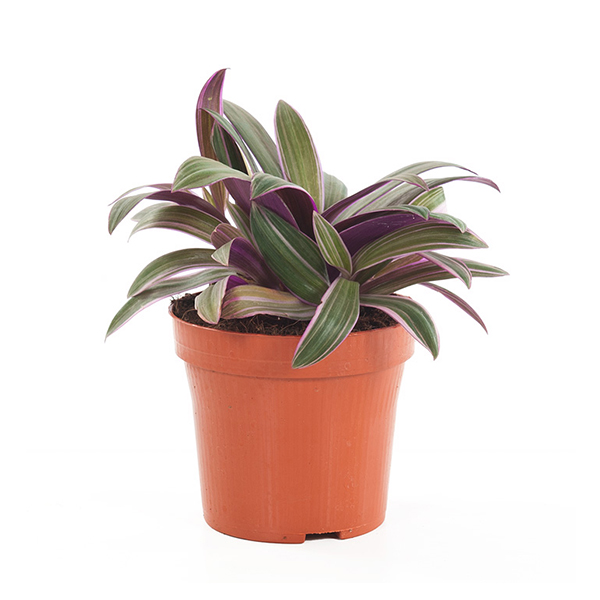 Tradescantia Sitara (Spathacea) P 12 cm
