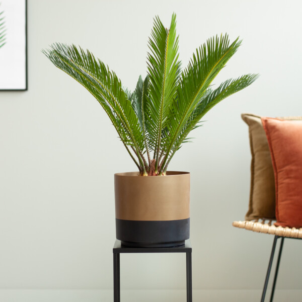 Cycas Revoluta verzorging
