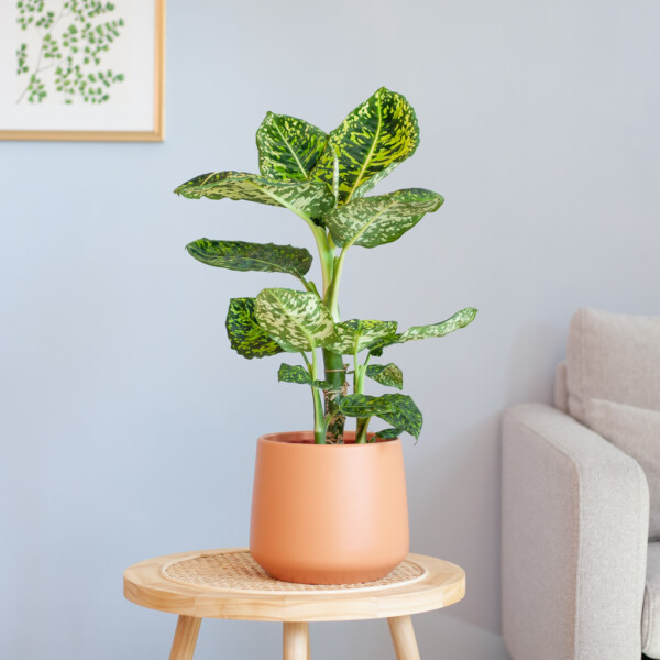 Dieffenbachia verzorging