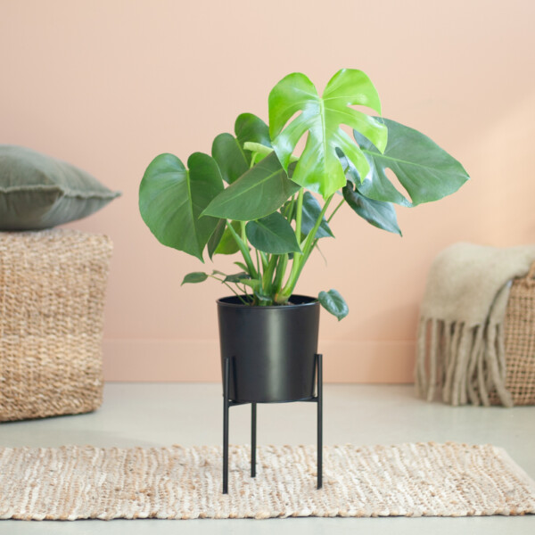 Monstera gatenplant verzorging