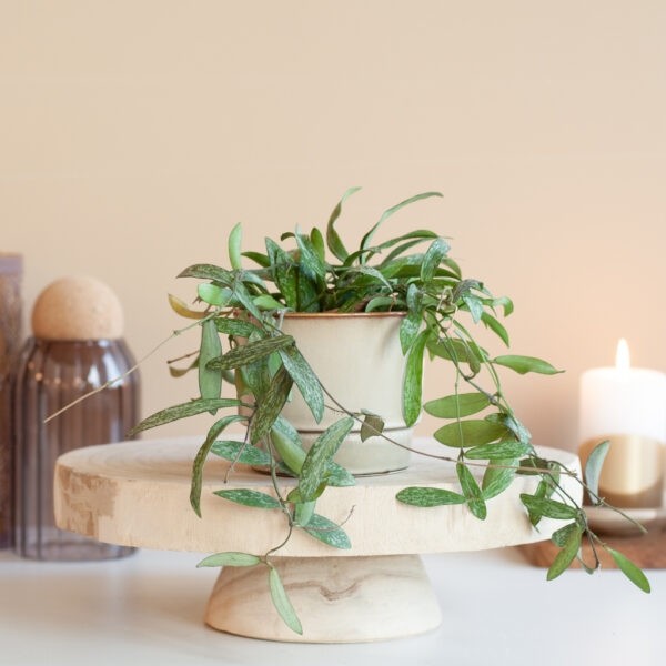 Hoya verzorging