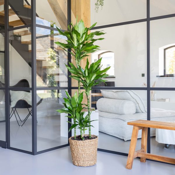 Dracaena verzorging