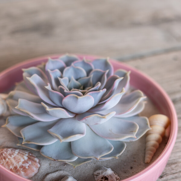Succulent verzorging