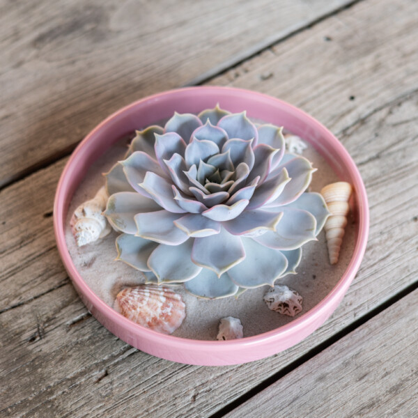 Echeveria verzorging