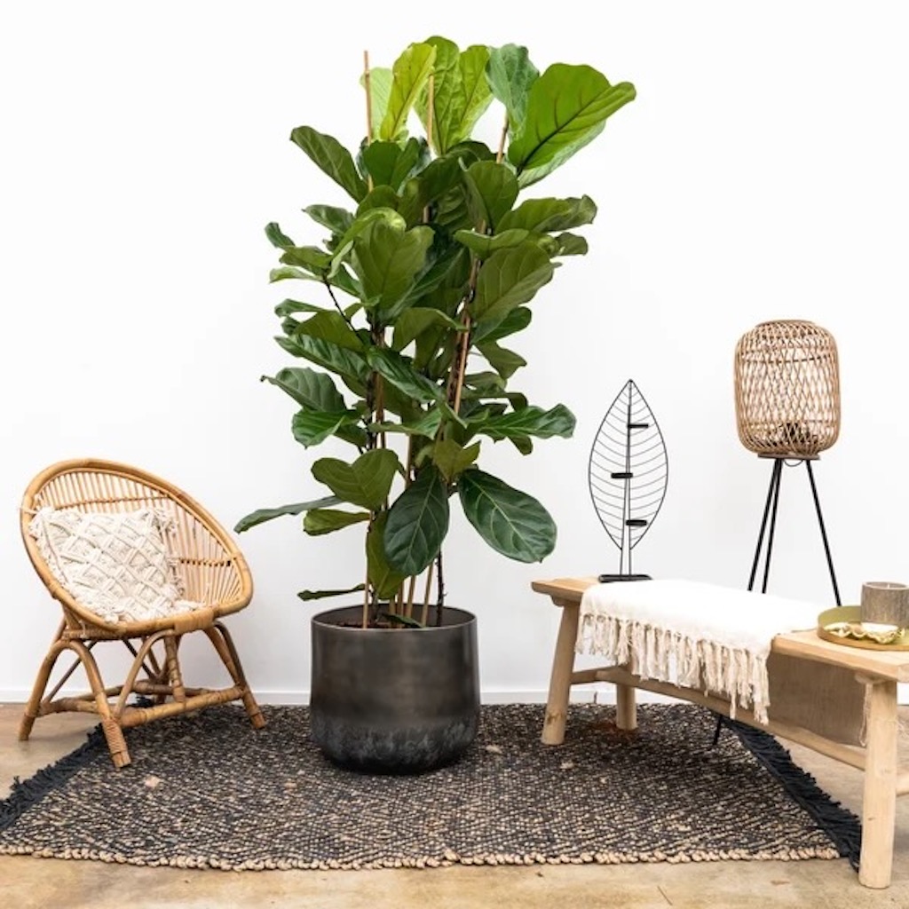 Ficus Lyrata verzorging