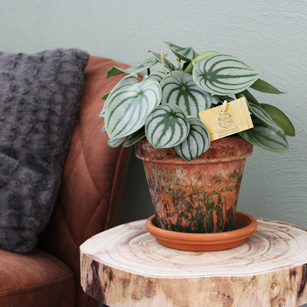 Peperomia verzorging