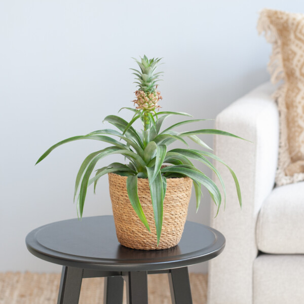 Ananasplant verzorging