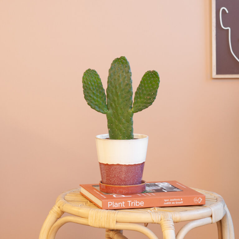 Cactus verzorging
