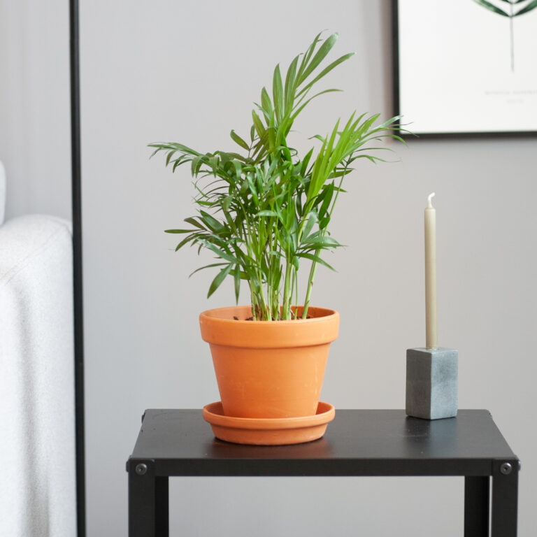 Chamaedorea verzorging
