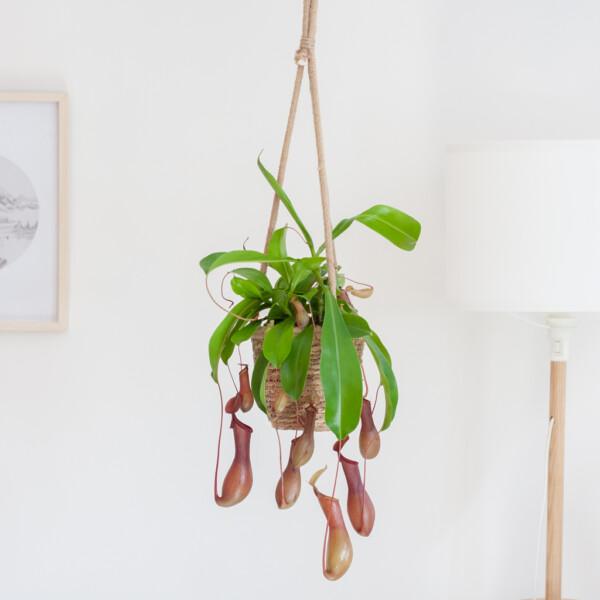Bekerplant verzorging