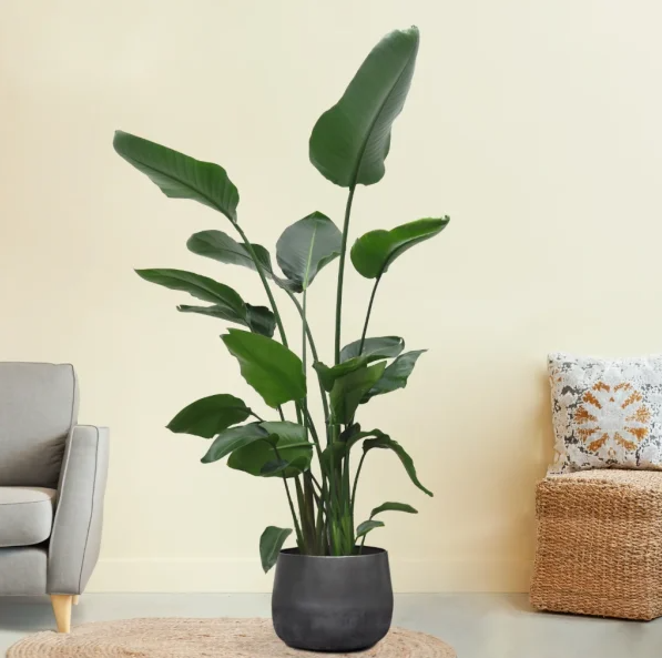 Strelitzia verzorging
