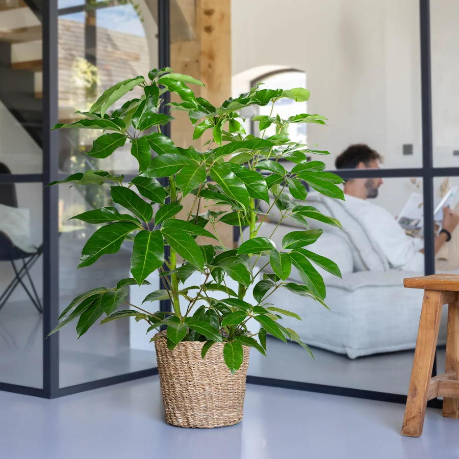 Schefflera verzorging
