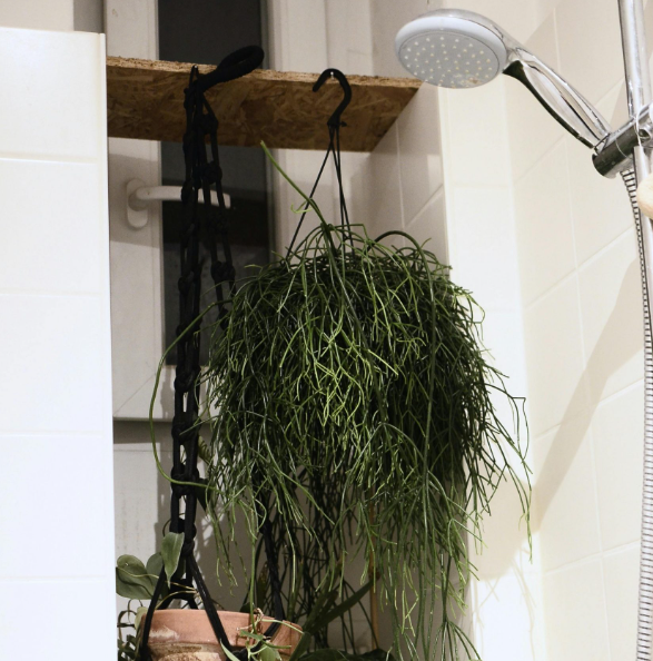 Rhipsalis verzorging