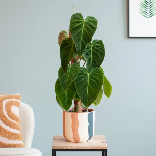 Philodendron verzorging