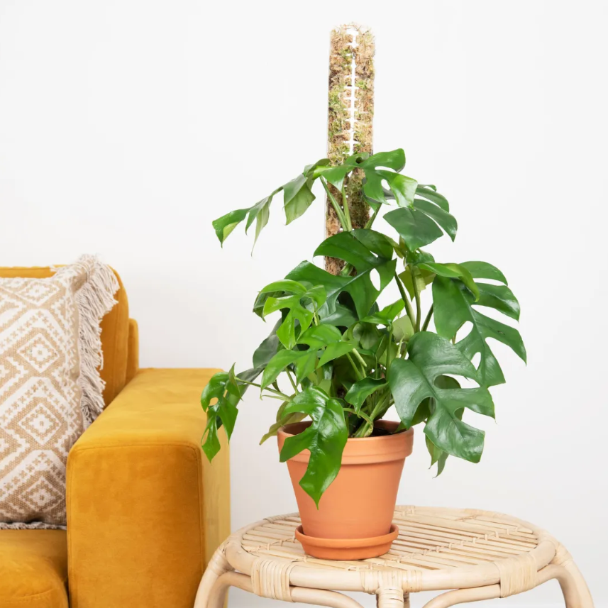 Monstera Minima verzorging