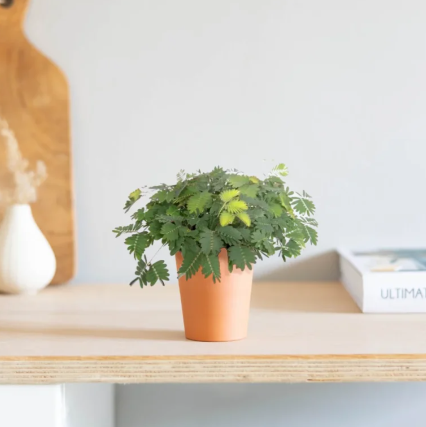Mimosa Pudica verzorging