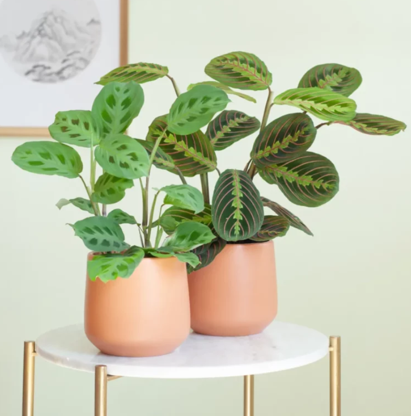 Maranta verzorging