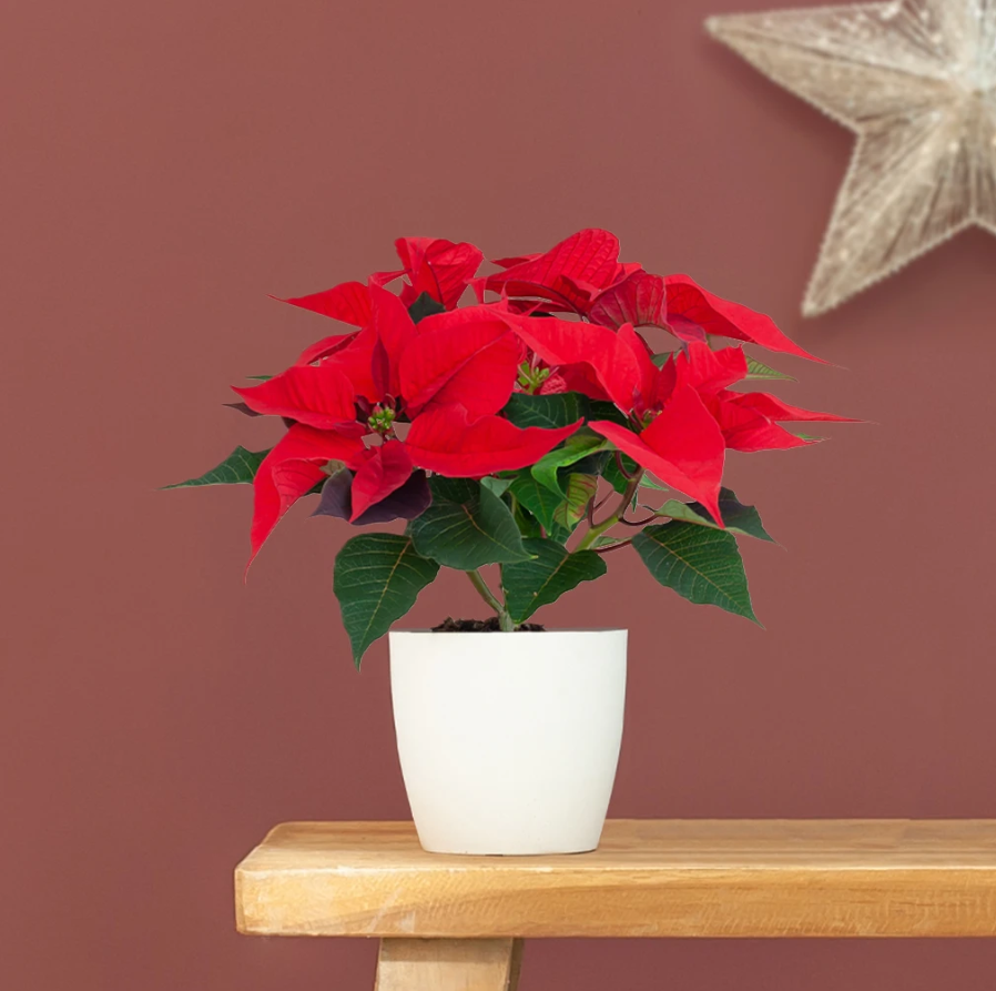 Kerstster plant verzorging