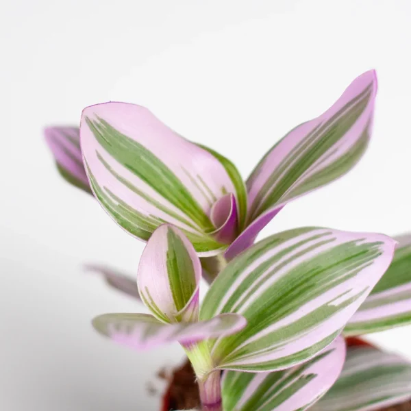 Tradescantia verzorging