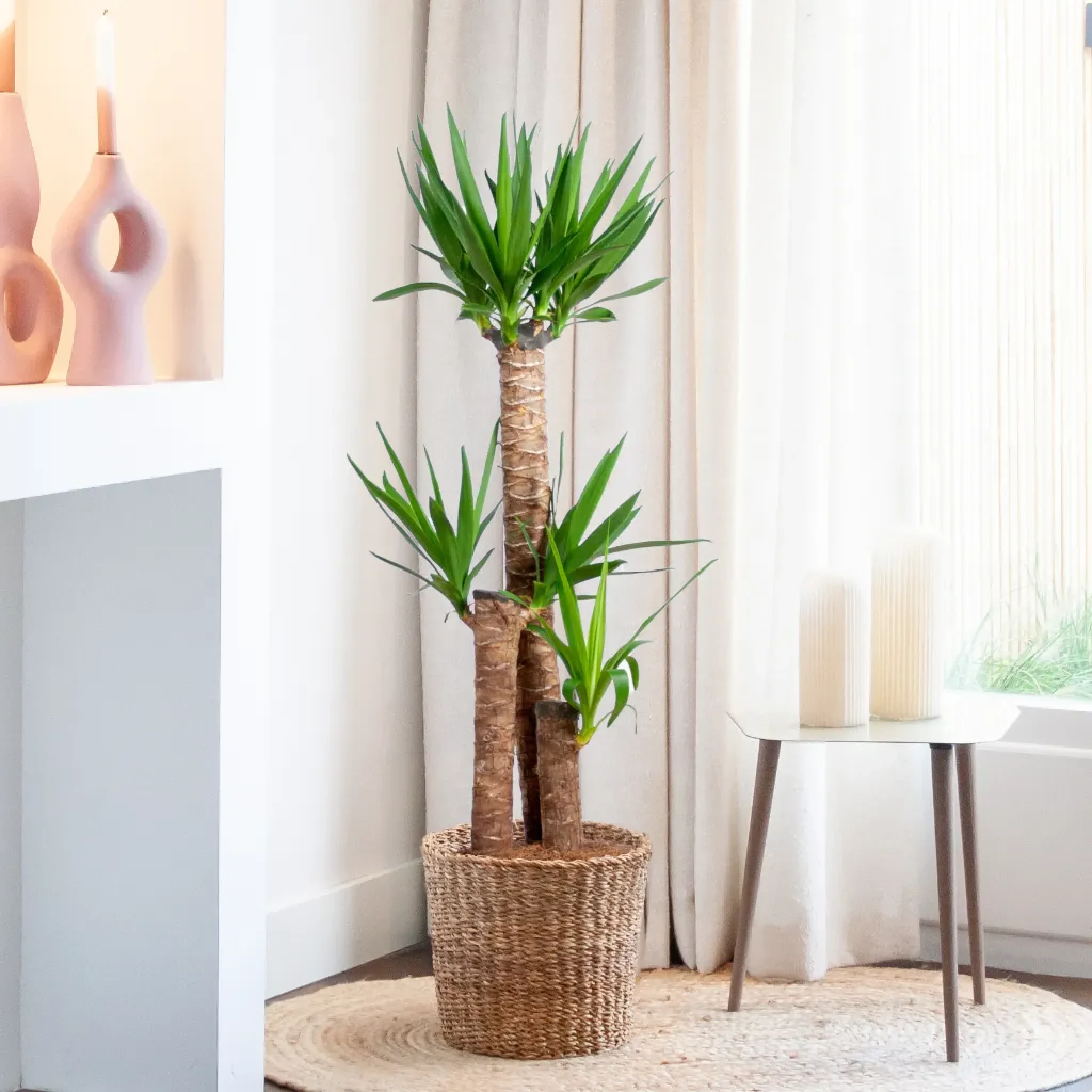 Yucca verzorging