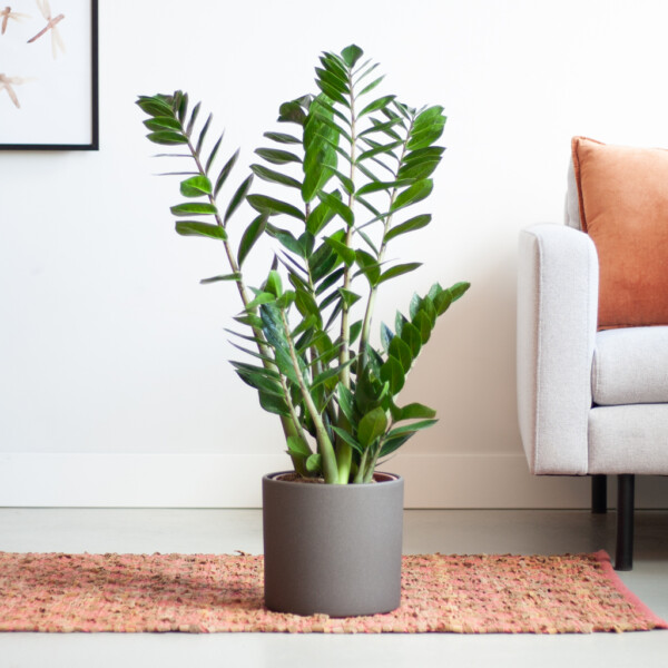 Zamioculcas verzorging