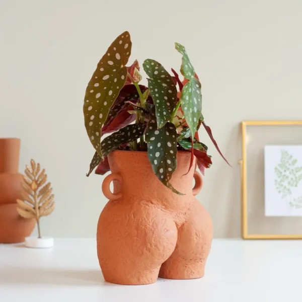 Begonia verzorging