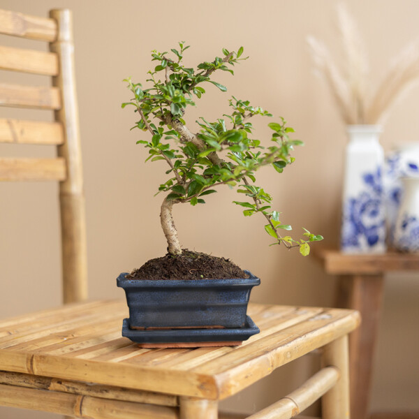 Bonsai verzorging
