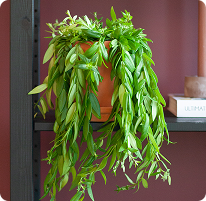 Aeschynanthus verzorging
