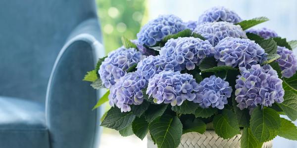 De magie van de Magical Hydrangea