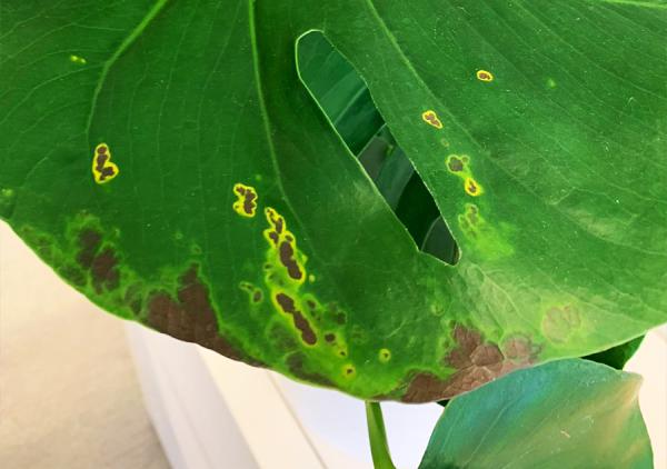 Wat is er mis met mijn plant?