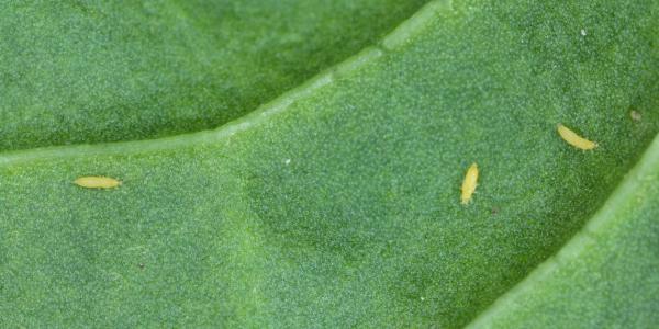 Trips op je plant: herkennen en bestrijden