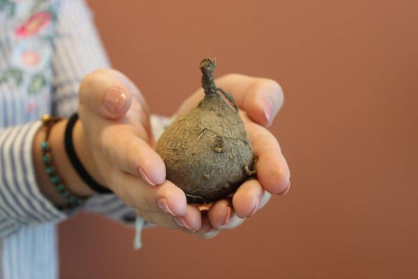 De Stephania Erecta: een exotische aardappel