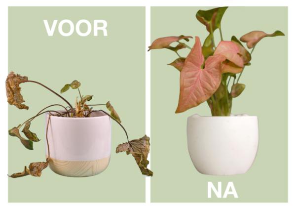 Planten redden: zo doe je het