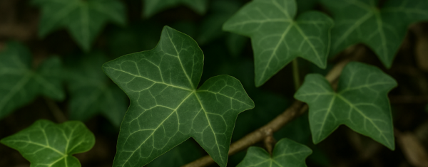De mooiste winterharde klimplanten voor in je tuin