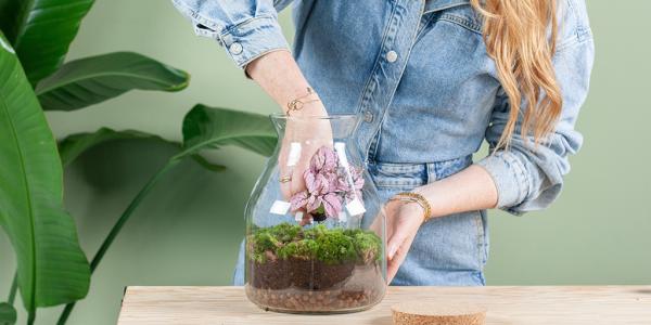 Planten terrarium verzorgen